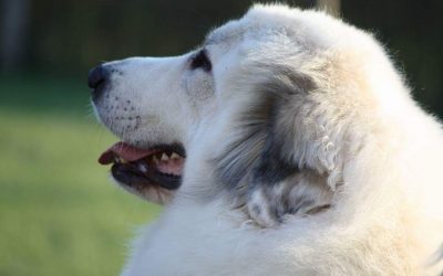 Mysticelysium Pyrenean Mountain Dog