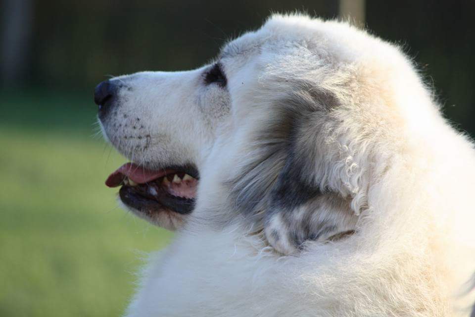 Mysticelysium Pyrenean Mountain Dog