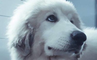 Bella i Sebastian NOWE POKOLENIE