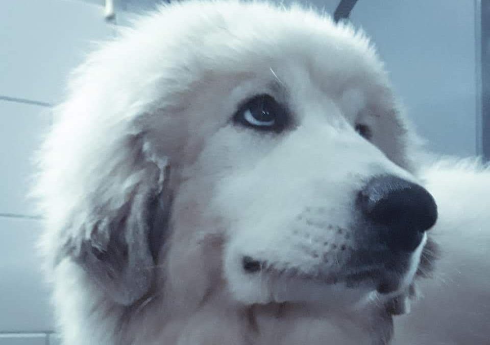 Bella i Sebastian NOWE POKOLENIE